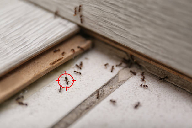 Best Residential Pest Control  in Wellston, MO
