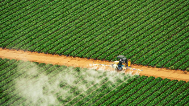 Best Ant Control Services  in Wellston, MO