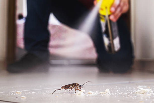 Best Local Pest Control Services  in Wellston, MO