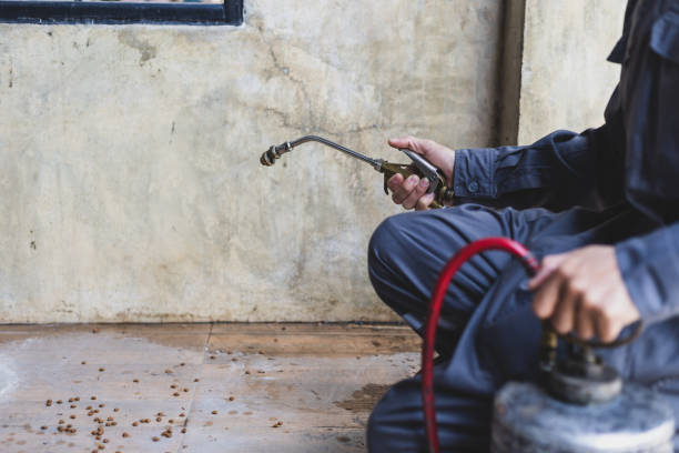 Best Local Pest Control Services  in Wellston, MO